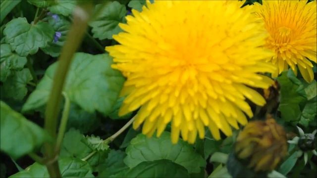 Самый полезный сорняк, по словам доктора БЕРГА, это ОДУВАНЧИК!!!! 07.05.2021 смотреть онлайн