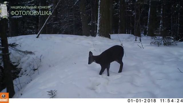 ID4270/Заповедник Столбы/Эта загадочная кабарга смотреть онлайн