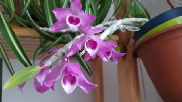 Цветёт дендробиум Super Nestor (Nestor x anosmum) x Den.parishii смотреть онлайн