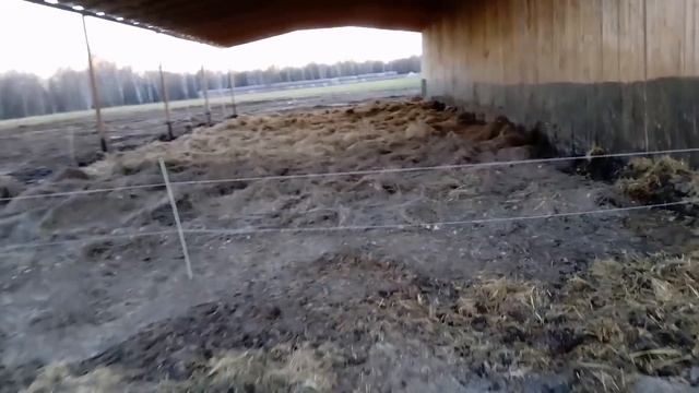 Сделали крышу на расширении навеса, почистили навоз у телят