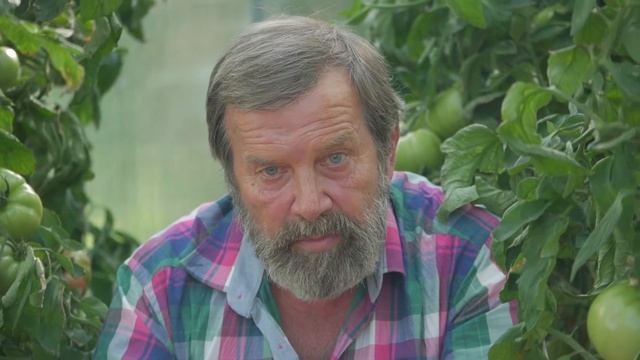 ТОМАТ МАЛИНОВАЯ ИДЕЯ F1 ранний, крупный, очень вкусный смотреть онлайн