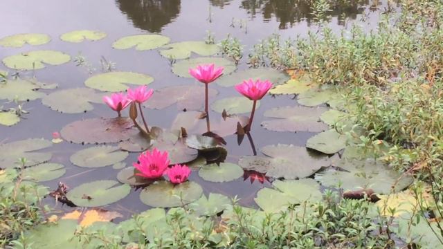 Edible Lotus Flower Plant - Survival Food смотреть онлайн