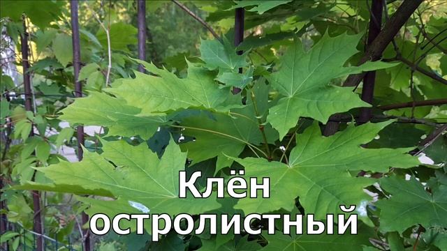 Живая изгородь смотреть онлайн