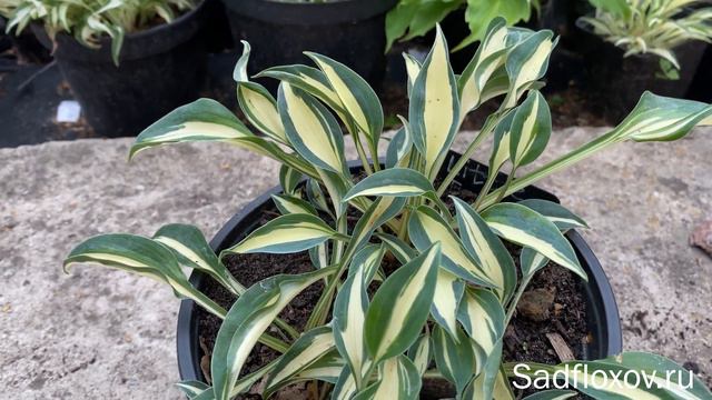 Карликовая хоста Little Treasure (Литл Треже) смотреть онлайн