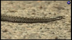 Как отличить гадюку от ужа? Что нельзя делать, увидев змею? Запомните сами и научите ребёнка!