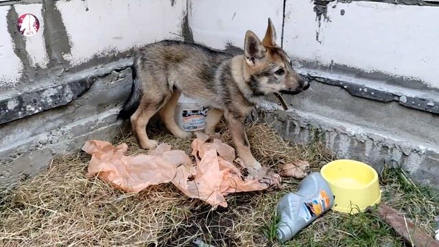 Волкособ. Гибрид Волка и Лайки. Щенок 2 месяца