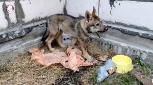 Волкособ. Гибрид Волка и Лайки. Щенок 2 месяца