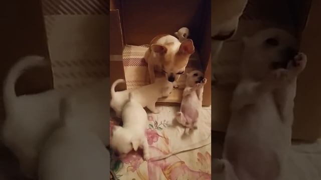 Щенки чихуахуа д.р 19.11.2018 смотреть онлайн