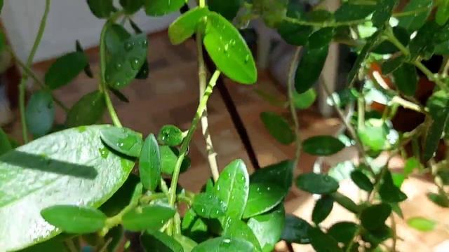 Hoya densifolia (квітне) и hoya cumingiana, порівняння. смотреть онлайн