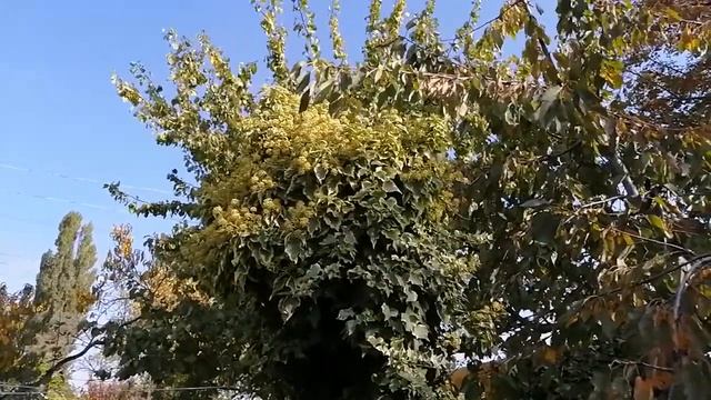 А вы видели как цветёт плющ? #цветениеплюща Avez-vous vu fleurir le lierre? смотреть онлайн