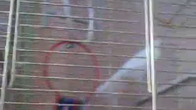 Бедная птичка заболела:( poor bird got sick смотреть онлайн
