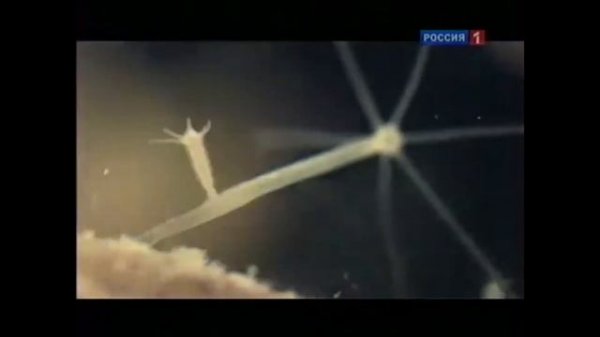 Гидра - не мифическое животное