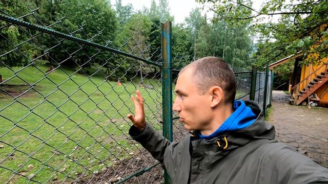 Что Будет Если Приручить ДИКОГО КАБАНА! смотреть онлайн