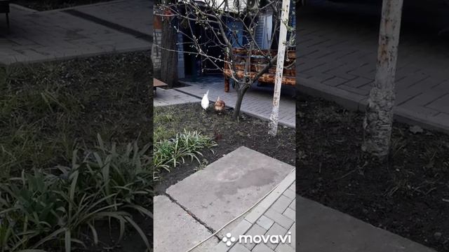 завел кур. начинаю строить курятник смотреть онлайн