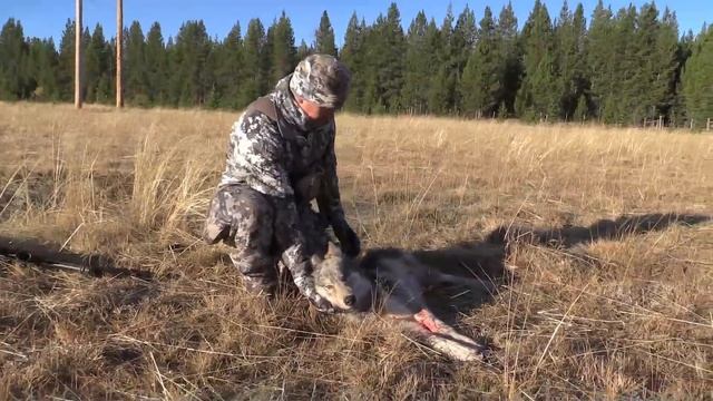 Hunter howls in Gray Wolf using his voice... смотреть онлайн