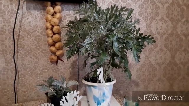 Выращиваем цинерарию дома смотреть онлайн