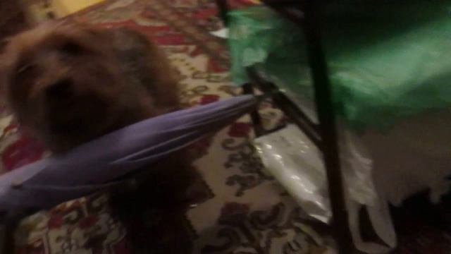 Учёба Йоркширского терьера брать барьер 2 перекладина поднята выше смотреть онлайн