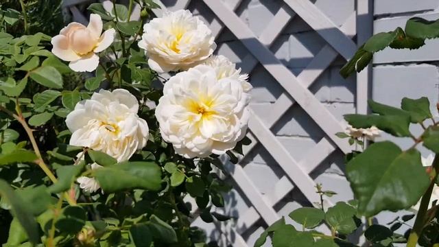 Удивительно стойкая роза Crocus rose ( David Austin ) , цветение в жару на юге России!? смотреть онлайн