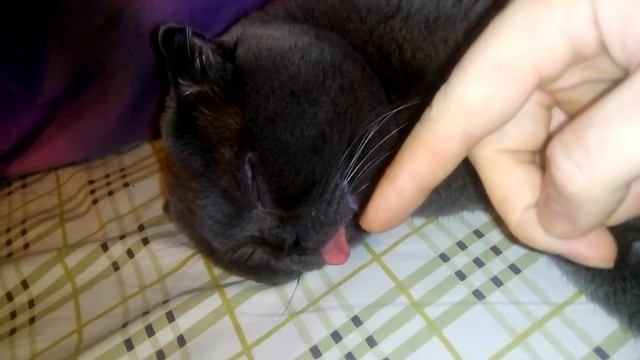 Кот британец короткошерстный - приснилось детство смотреть онлайн