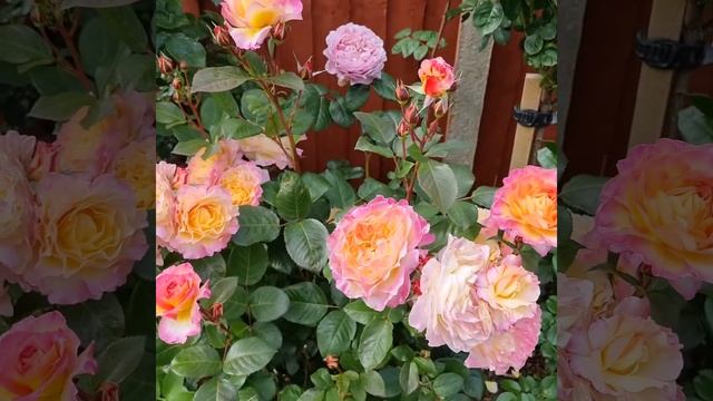 Краткий обзор сорта Gorgeous