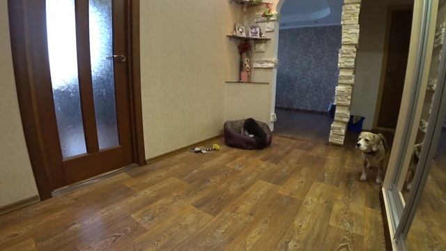 Оставила собак одних дома | Бордер колли и бигль в квартире | скрытая камера