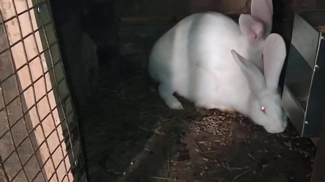 КРОЛ БЕЛЫЙ ПАНОН. ПОКРЫТИЕ САМОК. смотреть онлайн