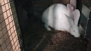 КРОЛ БЕЛЫЙ ПАНОН. ПОКРЫТИЕ САМОК.