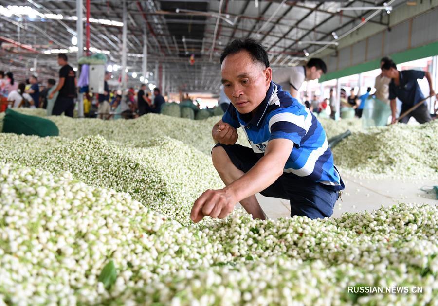 Масло жасмина / Как это растет смотреть онлайн