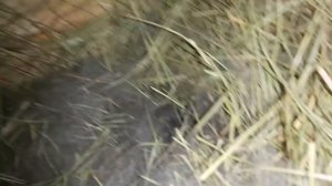 На КАКОЙ день КРОЛЬЧАТА открывают ГЛАЗА?