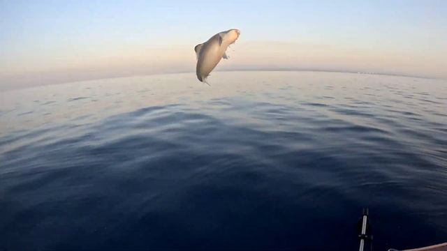 Охота на АКУЛ! Северный Кипр смотреть онлайн