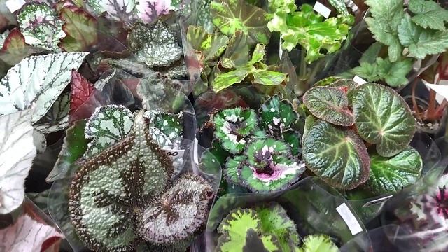 Самые популярные комнатные растения на выставке. смотреть онлайн
