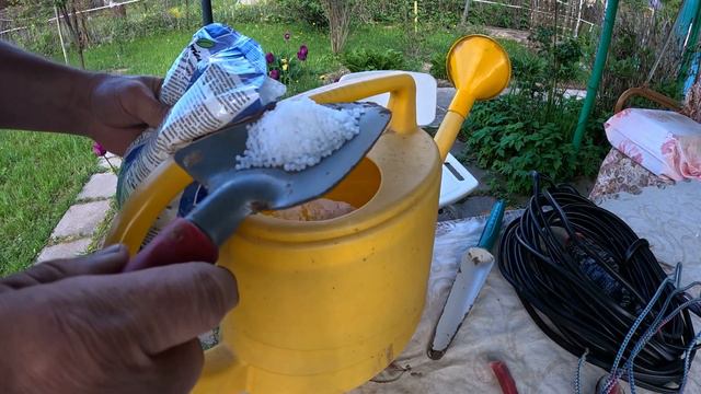 Супер подкормка для чеснока работает или нет провожу эксперимент