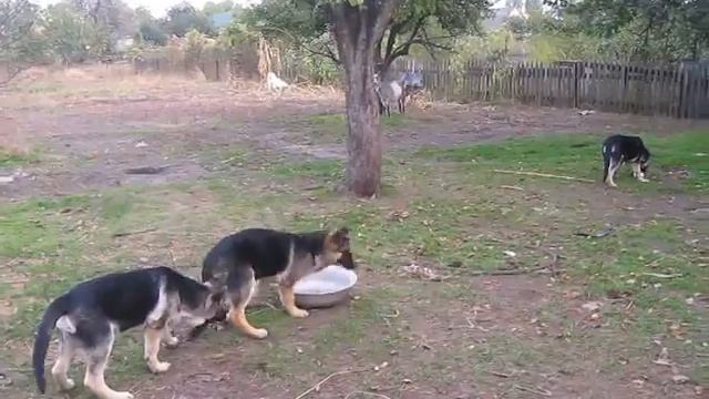 Щенки ВЕО. Питомник GOLDAWARD. Украина. Запорожье. смотреть онлайн