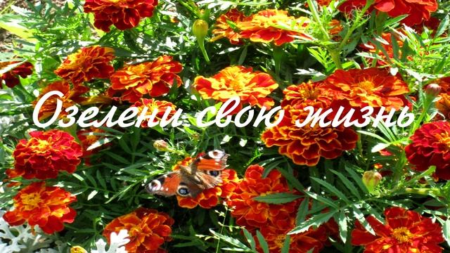 Социальный ролик на экологическую тему от команды "FIVE" смотреть онлайн