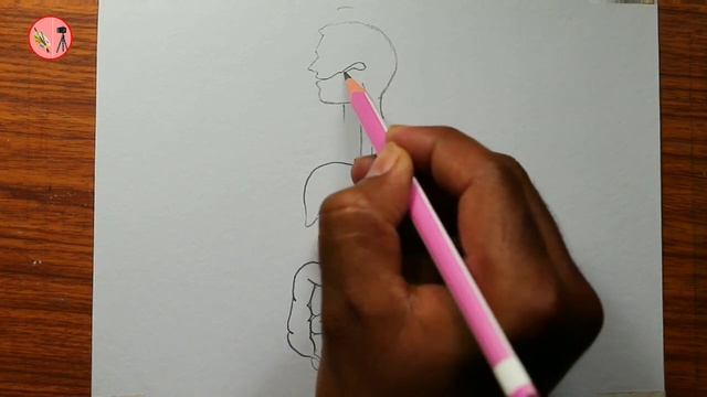 Digestive system drawing / How to draw digestive system diagram step by step смотреть онлайн