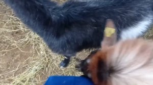 ПРЕДВЕСТНИКИ РОДОВ У КОЗ