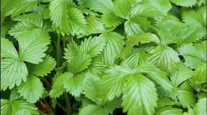 Листья земляники полезные свойства