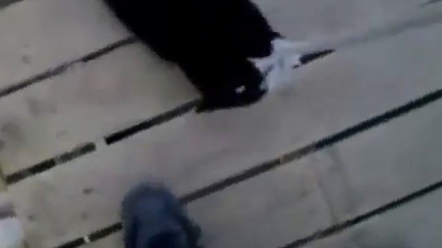 Кошки играют на работе