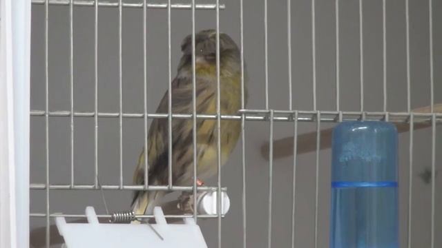 глостер корона смотреть онлайн