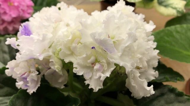 Цветущие фиалки из семян смотреть онлайн