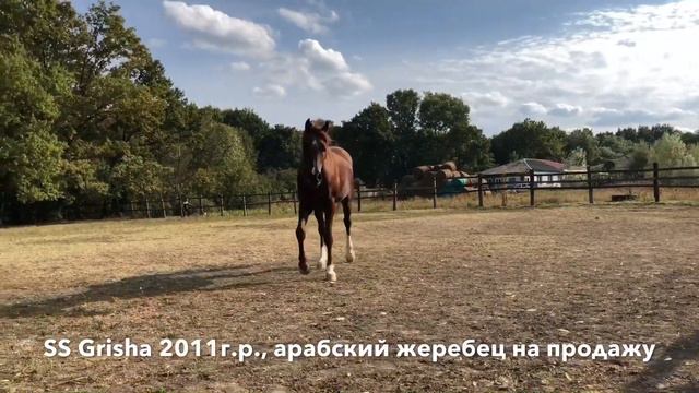 +79883400208 SS Grisha Продажа лошадей, арабская чистокровная #арабская #лошадь #жеребец #Айғыр смотреть онлайн