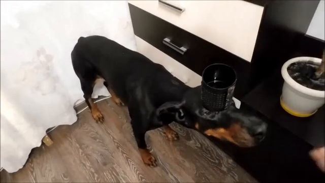 Доберман носит воду смотреть онлайн