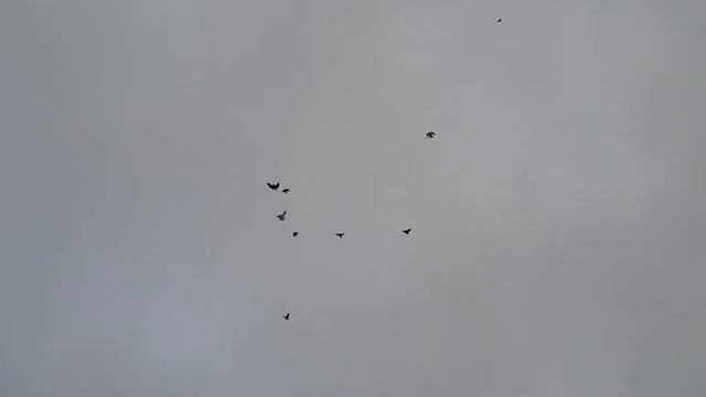 Птица идёт на посадку 18 10 2023 года