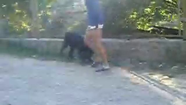 питомник Роман-Кош. Балаклавы Баско 8,5 лет смотреть онлайн