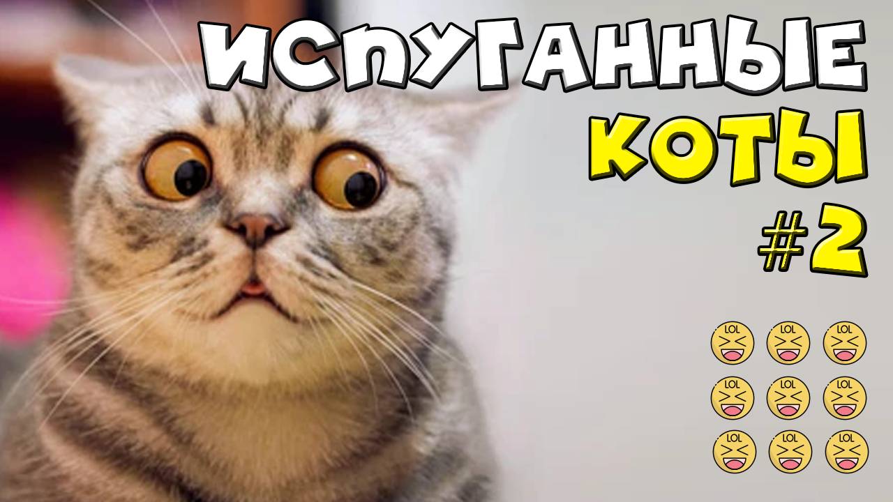 Испуганные кошки смотреть онлайн