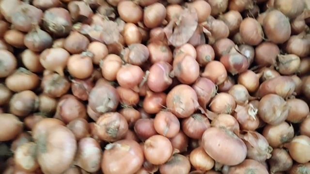 এবার পানির দামে পেঁয়াজ বিক্রি! আজকের পেঁয়াজ রসুন আলুর পাইকারি বাজার দর কত?Onion News | Kushtia Tv B смотреть онлайн