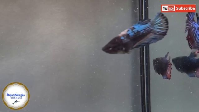 Как отбирать самок петушков/how to select female betta (cockerels) смотреть онлайн