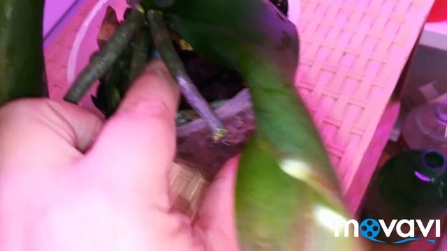 Посылка с орхидеями от Раджа "Орхорай"❤ смотреть онлайн