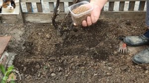 Подкормка винограда весной.  Чем и как удобрить виноград