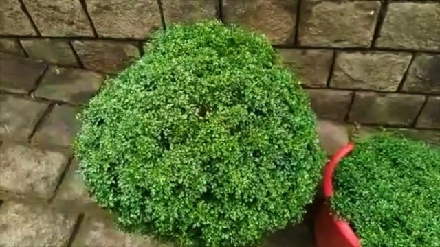 Murraya Paniculata || Plant Care || പരിപാലനം